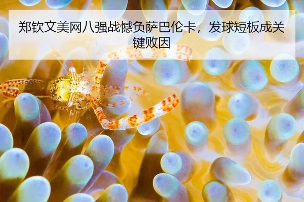 郑钦文美网八强战憾负萨巴伦卡，发球短板成关键败因